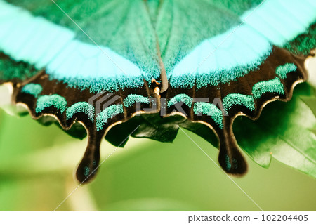 Tropical batterfly Emerald green Swallow tail butterfly Tropical batterfly Emerald green Swallow tail butterfly 102204405