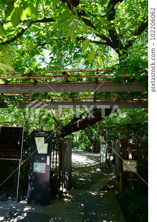 4542 牧野紀念園 102206062
