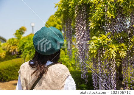 Wisteria blooming hill Woman looking at wisteria trees Wisteria blooming hill Woman looking at wisteria trees 102206712