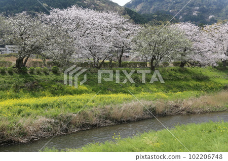 油菜田和一排盛開的櫻花 油菜田和一排盛開的櫻花 102206748