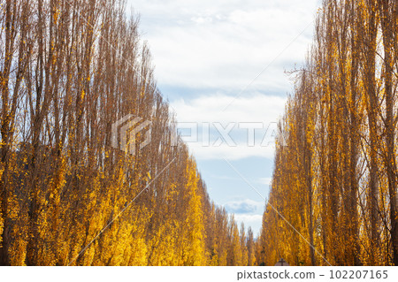 Gould Memorial Drive in Marysville in Australia Gould Memorial Drive in Marysville in Australia 102207165