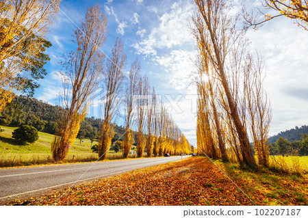 Gould Memorial Drive in Marysville in Australia 102207187