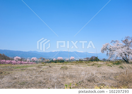Cherry blossoms in full bloom and the Northern Alps [taken from Kitakumai Castle ruins] 102207293