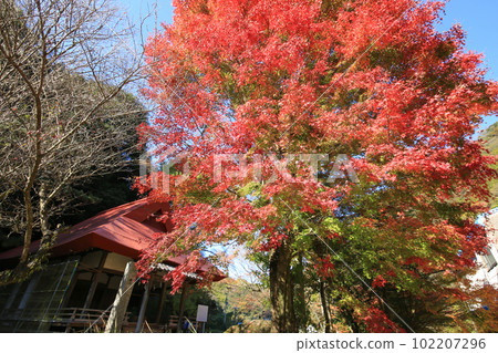 愛媛縣東部町秋川富神社 102207296