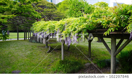 Wisteria trellis in Hamarikyu Gardens 2023 Wisteria trellis in Hamarikyu Gardens 2023 102207846