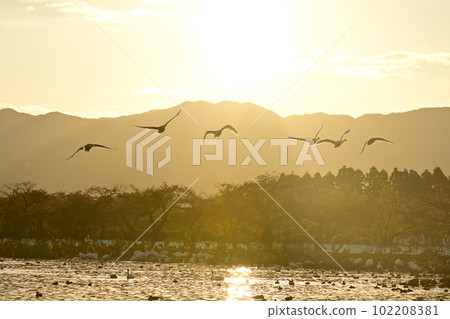 Swan Lake swan Swan Lake swan 102208381