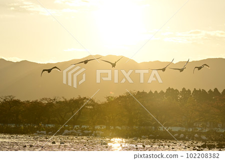 Swan Lake swan Swan Lake swan 102208382
