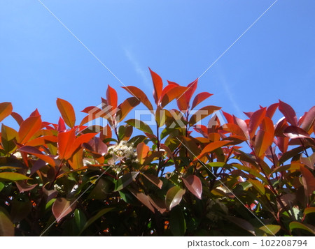 Red Robin Red Robin 102208794