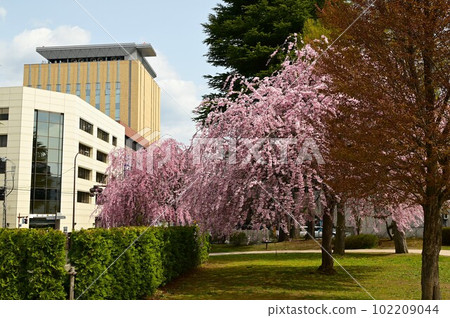 盛岡市岩手公園(盛岡城公園)的櫻花 盛岡市岩手公園(盛岡城公園)的櫻花 102209044
