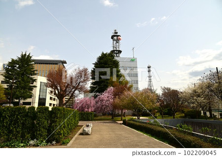 盛岡市岩手公園(盛岡城公園)的櫻花 盛岡市岩手公園(盛岡城公園)的櫻花 102209045