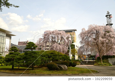 盛岡市岩手公園(盛岡城公園)的櫻花 盛岡市岩手公園(盛岡城公園)的櫻花 102209050