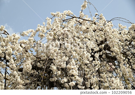 Morioka Shidare in Morioka Iwate Park (Morioka Castle Site Park) 102209056