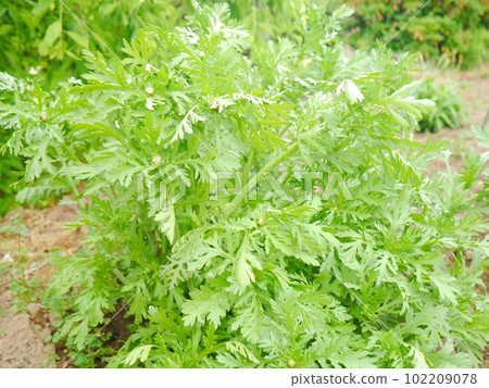 Harunagi在該領域 102209078