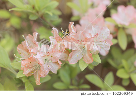 Azalea flowers in full bloom under the spring sunshine 102209349