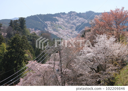 奈良縣世界遺產吉野山櫻花風光 102209846