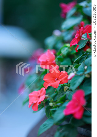 Impatience Flower 102210009