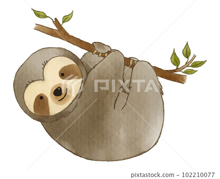 Sloth bear is suspending on branch of tree . Watercolor paint design . Cute animal cartoon character . Vector . Sloth bear is suspending on branch of tree . Watercolor paint design . Cute animal cartoon character . Vector . 102210077