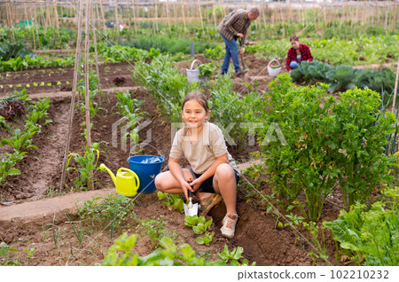 Child girl helping her parents work in vegetable garden 102210232