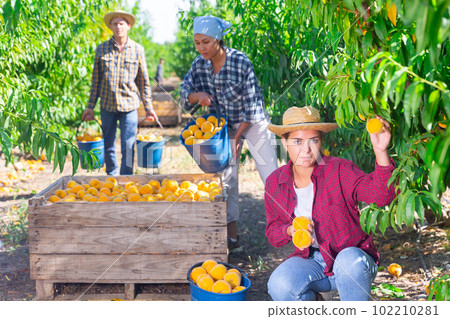 Workers harvesting peaches 102210281
