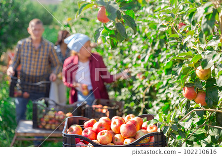 Ripe apples in a box in summer garden Ripe apples in a box in summer garden 102210616