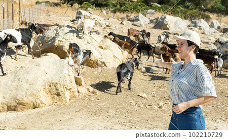 Female farmer watching flock of goats grazing in mountainous area Female farmer watching flock of goats grazing in mountainous area 102210729