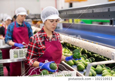 Hispanic female worker checking ripe avocados on conveyor belt 102210913