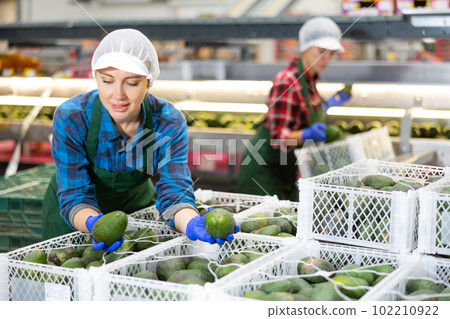 Positive workwoman checking selected Hass avocados in boxes Positive workwoman checking selected Hass avocados in boxes 102210922