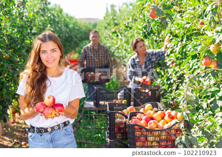 Girl farm owner posing with apples in orchard Girl farm owner posing with apples in orchard 102210923