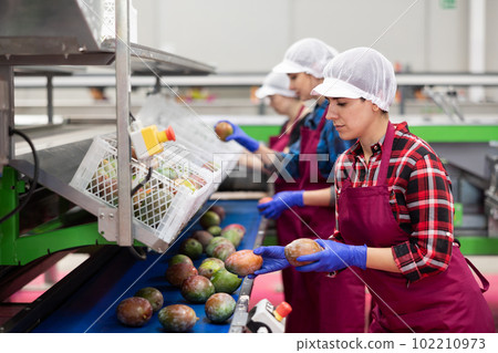 Hispanic workwoman working on mango sorting line in agricultural factory 102210973