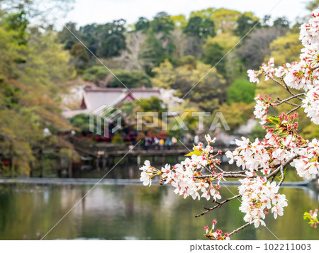 Spring waterside scenery Cherry blossoms in full bloom reflected on the surface of the water Spring waterside scenery Cherry blossoms in full bloom reflected on the surface of the water 102211003