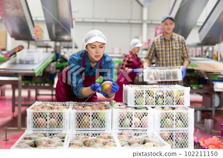 Woman holding mango during sorting to crates and checking quality at warehouse on factory 102211150