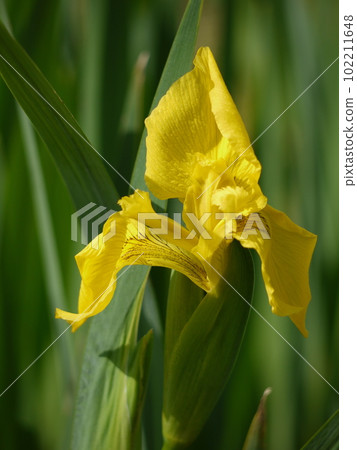 Kishow花束 102211648