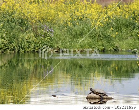 Turtle Turtle 102211659