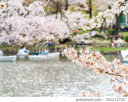A beautiful spring holiday scenery, cherry blossoms in full bloom and boating 102211725