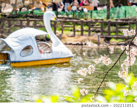 A beautiful spring holiday scenery, cherry blossoms in full bloom and boating A beautiful spring holiday scenery, cherry blossoms in full bloom and boating 102211851
