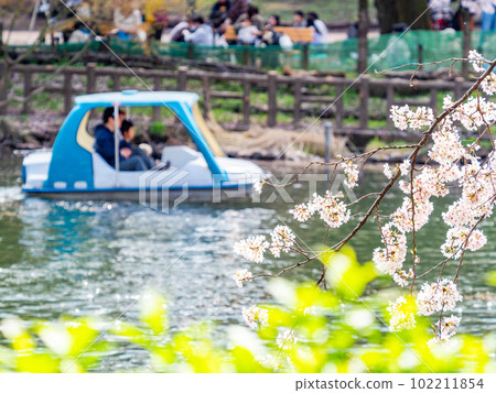 A beautiful spring holiday scenery, cherry blossoms in full bloom and boating A beautiful spring holiday scenery, cherry blossoms in full bloom and boating 102211854