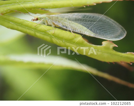 美麗的草蛉的宏觀拍攝 102212085