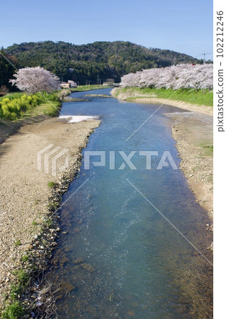 Spring image photo of cherry blossoms, river and blue sky 102212246