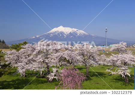 來自河流公園的櫻花和岩木山 來自河流公園的櫻花和岩木山 102212379