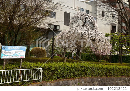 Nakatsugawa in spring 102212421