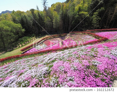 Shibazakura Fuji in Higashikagawa City [Higashikagawa City, Kagawa Prefecture] 2023 102212872