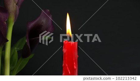 Burning red candle and flowering purple Calla lily 102213342