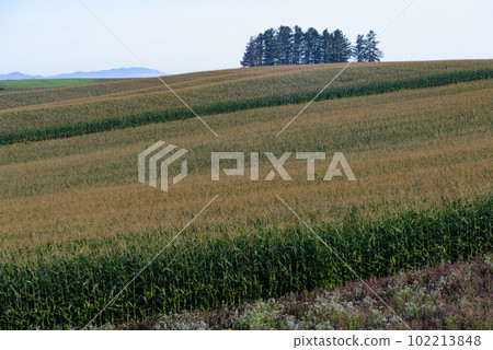 九月的美瑛風景 102213848