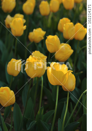 黃色鬱金香領域 102214171