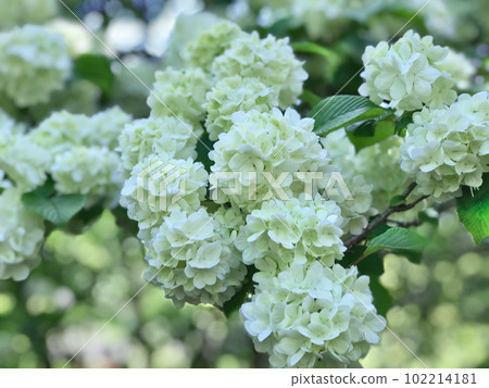 Full bloom white Odemari Full bloom white Odemari 102214181
