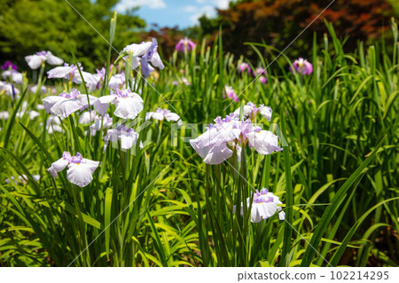 Iris of Someya Shobuen Iris of Someya Shobuen 102214295