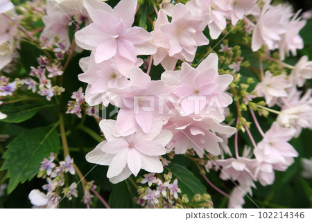 Gaku繡球花``墨田煙花''花 Gaku繡球花``墨田煙花''花 102214346