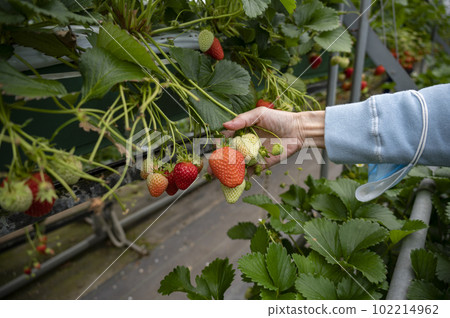 美味的草莓採摘 美味的草莓採摘 102214962
