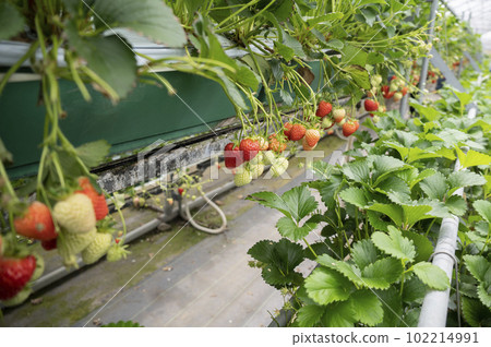 Ichigoen Ichigoen 102214991