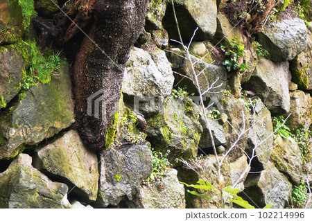 A close-up of the stone walls of the Takaoka Castle ruins where you can see the engravings [National Historic Site] Takaoka City, Toyama Prefecture 102214996